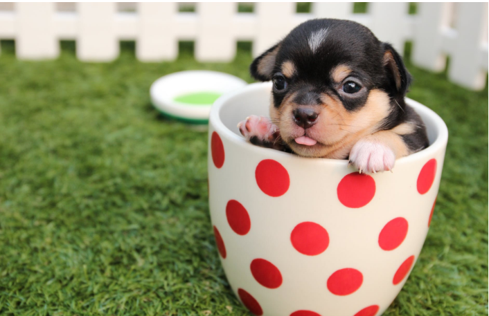 puppy
